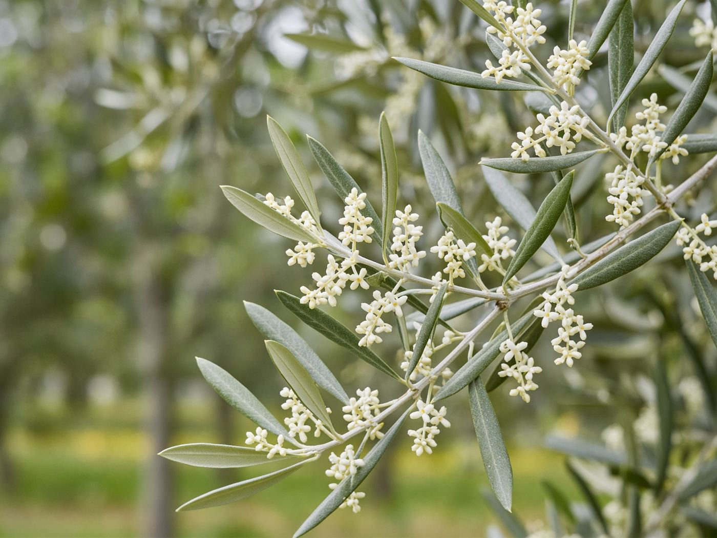 Cream-white olive blossoms on a silvery branch